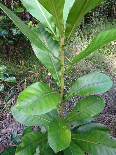 Cleidion vieillardii observed 2022-11-06