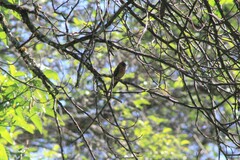 Mitrephanes phaeocercus