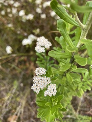 Ozothamnus cuneifolius