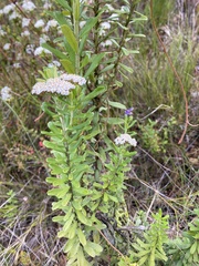 Ozothamnus cuneifolius