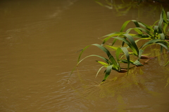 Paspalum repens
