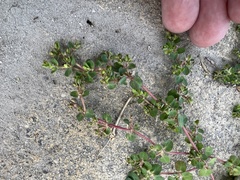 Euphorbia serpens