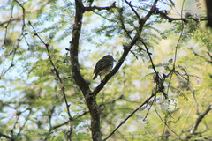 Vireo solitarius