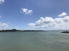 Sterna striata striata