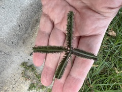 Dactyloctenium aegyptium