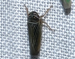 Tylozygus bifidus