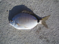 Diplodus