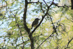 Vireo solitarius