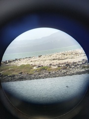 Sterna striata striata