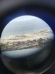 Sterna striata striata