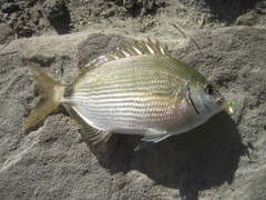 Diplodus holbrookii