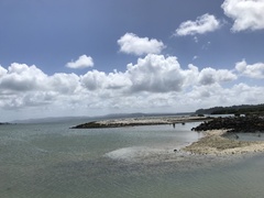 Sterna striata striata