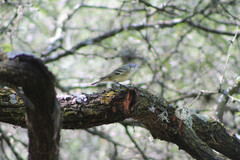 Vireo solitarius