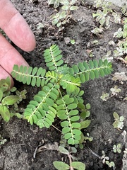 Phyllanthus urinaria