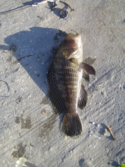 Centropristis striata