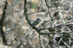 Vireo solitarius
