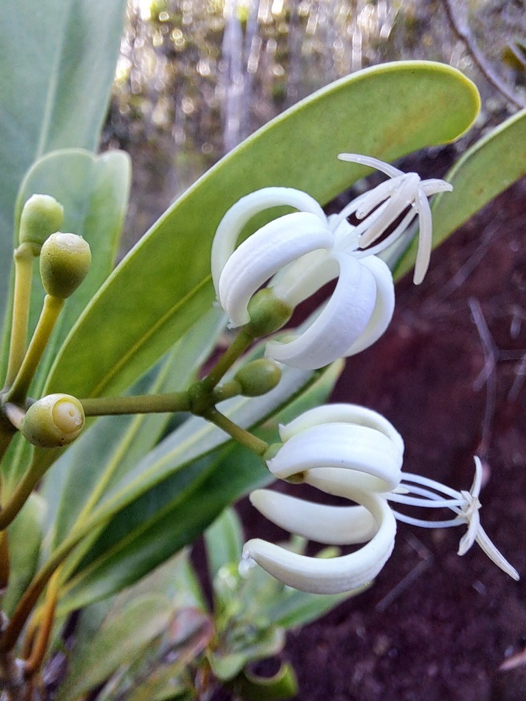 Coelospermum crassifolium