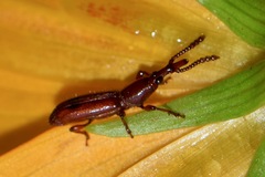 Brentidae