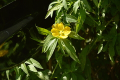 Ludwigia elegans