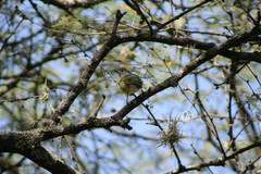 Vireo solitarius