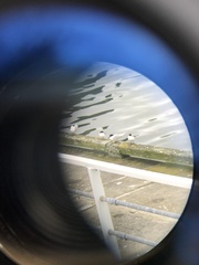 Sterna striata striata