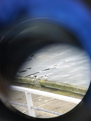 Sterna striata striata