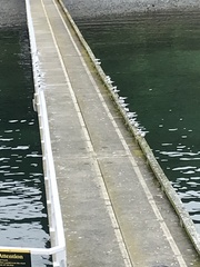 Sterna striata striata