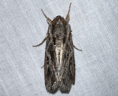 Spodoptera dolichos