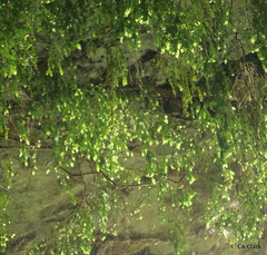 Metrosideros colensoi