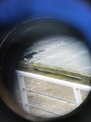 Sterna striata striata