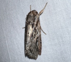 Spodoptera dolichos