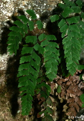 Adiantum cunninghamii