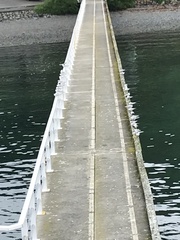 Sterna striata striata