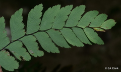 Adiantum cunninghamii