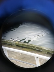 Sterna striata striata