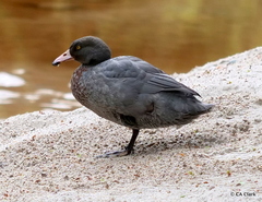 Hymenolaimus malacorhynchos