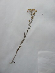 Erigeron strigosus strigosus