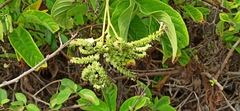 Tournefortia pubescens