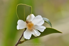 Camellia oleifera