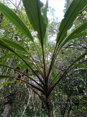 Cordyline neocaledonica