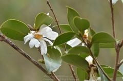 Camellia oleifera