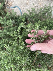 Zygophyllum qatarense