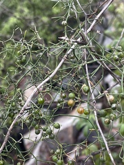 Asparagus divaricatus