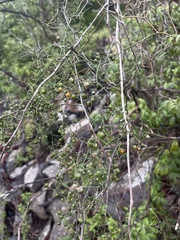 Asparagus divaricatus