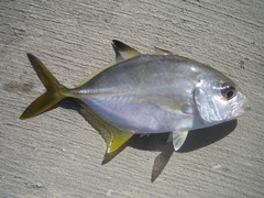 Caranx latus
