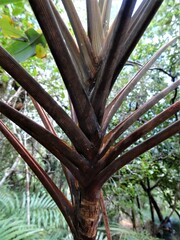 Cordyline neocaledonica