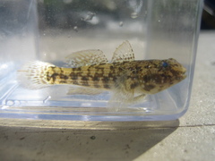 Bathygobius soporator