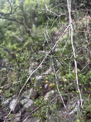 Asparagus divaricatus