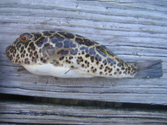 Sphoeroides testudineus