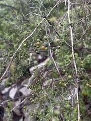 Asparagus divaricatus